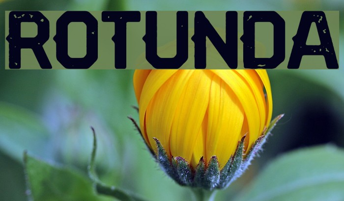 Rotunda Font examples