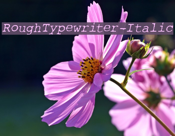 RoughTypewriter-Italic Example 1