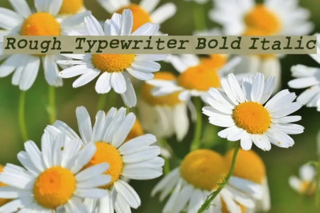 Rough_Typewriter Bold Italic Example 3