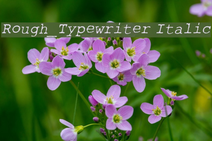 Rough_Typewriter Italic Font examples