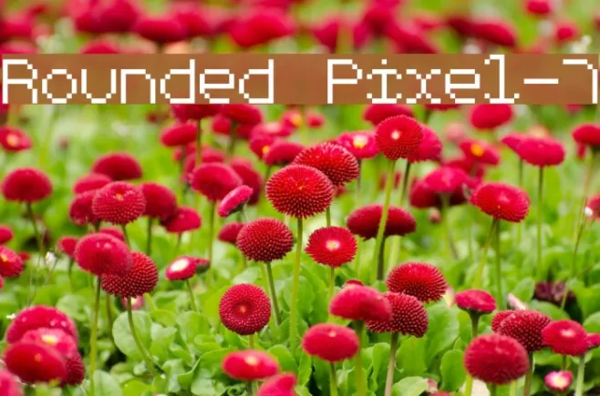 Rounded Pixel-7 Example 1