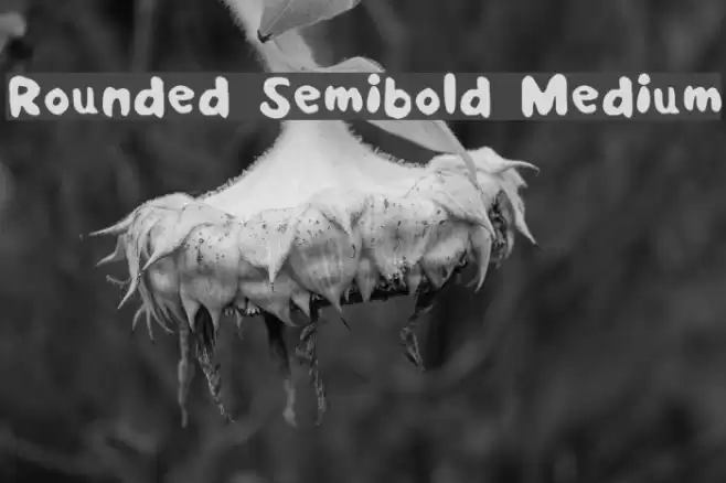 Rounded Semibold Medium Font examples