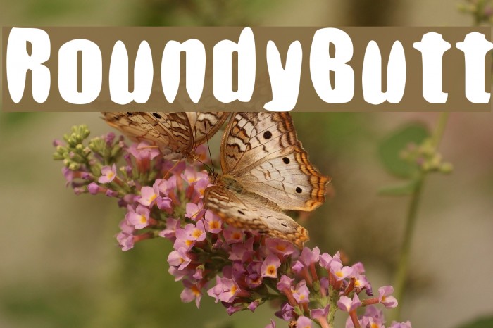 RoundyButt フォント examples