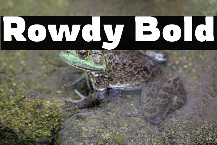 Rowdy Bold Example 1