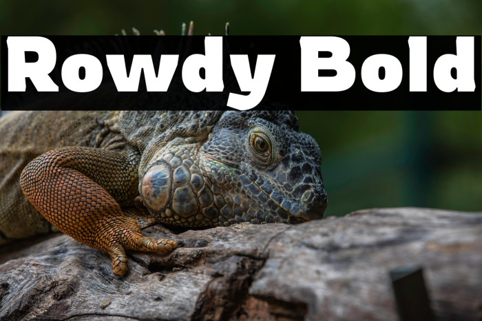 Rowdy Bold Example 2