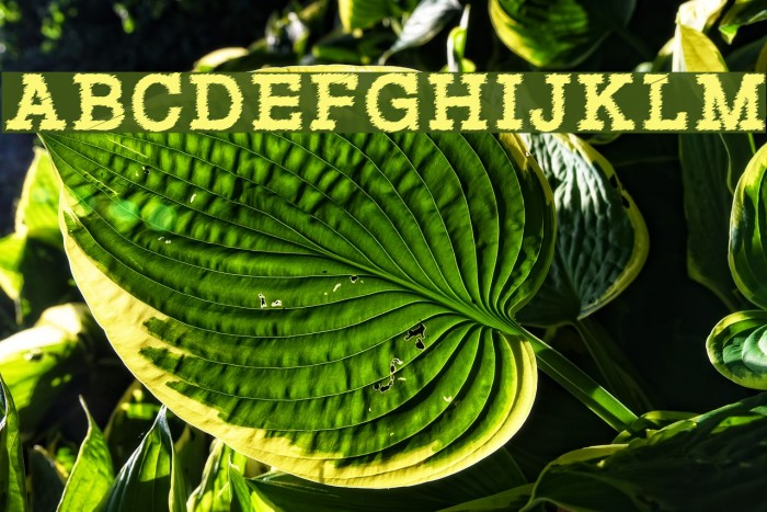 RowdyTypemachine-Bold Font examples