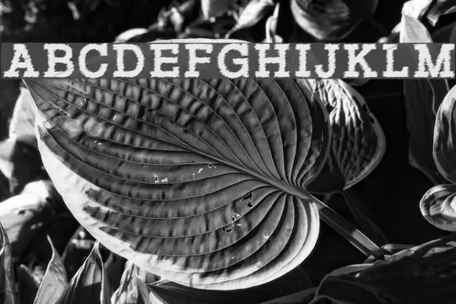 RowdyTypemachine-Bold フォント examples