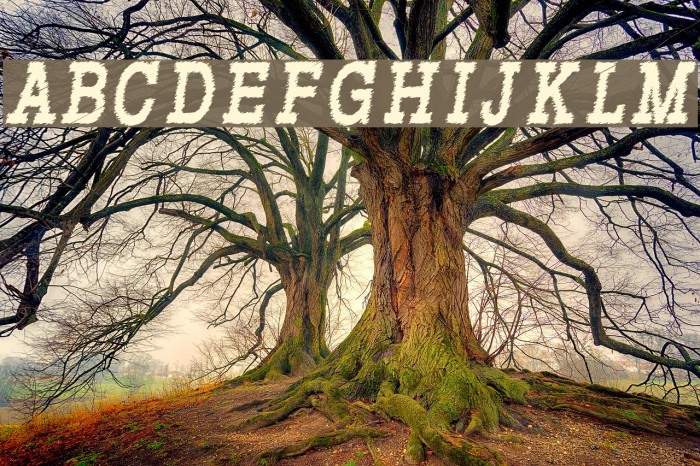 RowdyTypemachine-CondensedBoldI Font examples