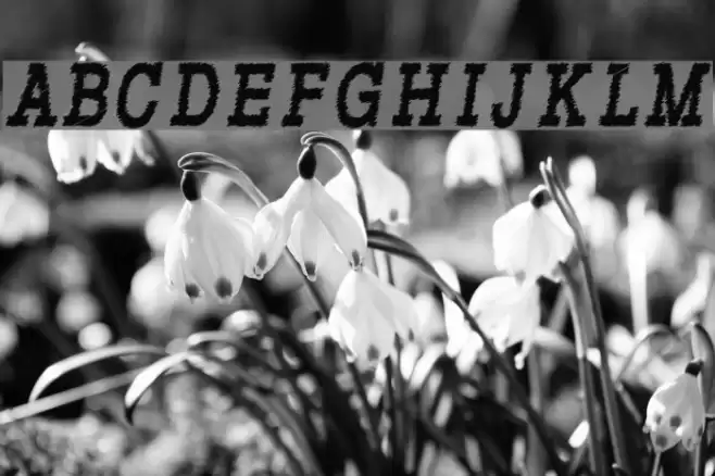 RowdyTypemachine-CondensedBoldI Font examples