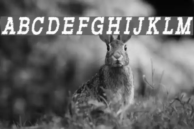 RowdyTypemachine-CondensedBoldI Font examples