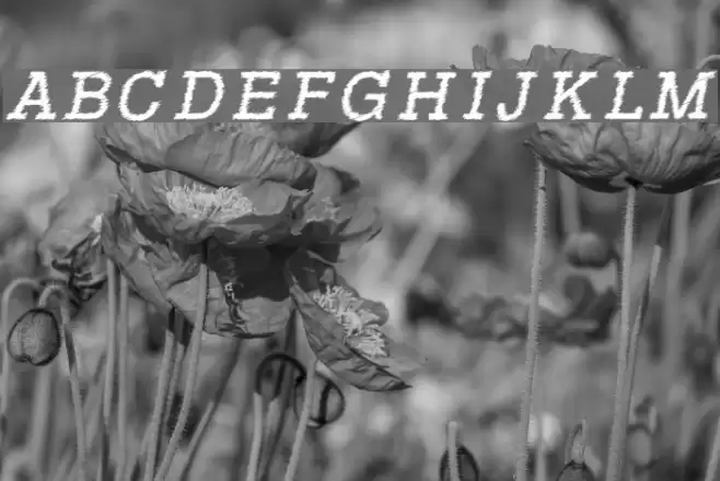 RowdyTypemachine-Italic フォント examples