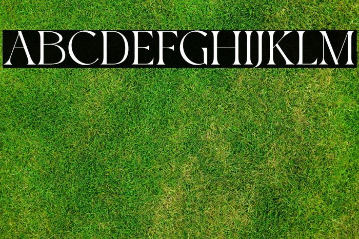 Roxie Rossa Example 3