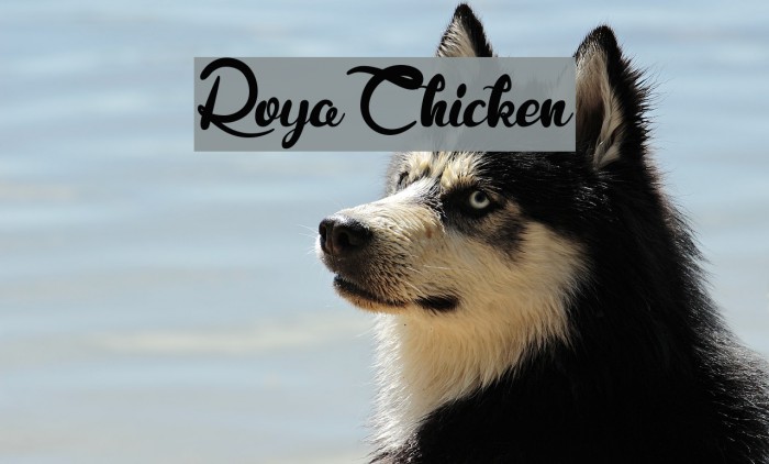 RoyaChicken Font examples