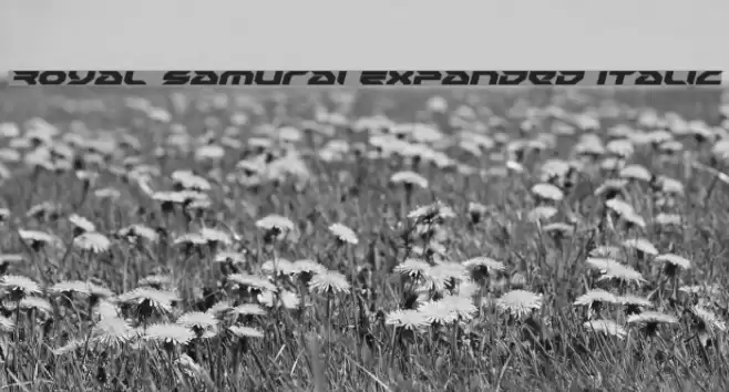Royal Samurai Expanded Italic Font examples