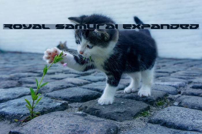 Royal Samurai Expanded Example 3