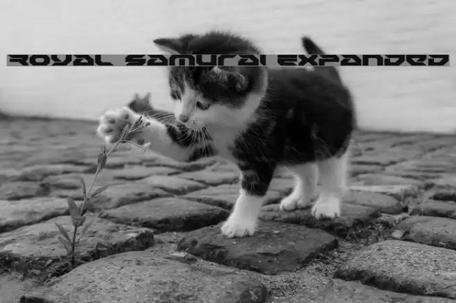 Royal Samurai Expanded Font examples