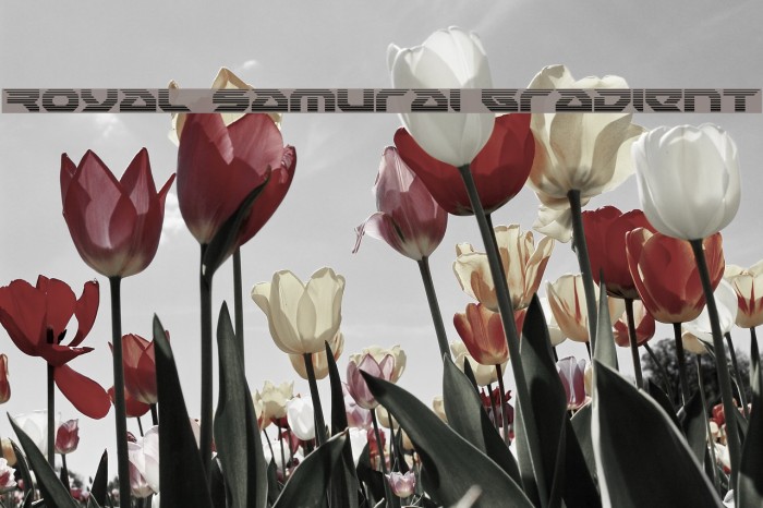 Royal Samurai Gradient Font examples