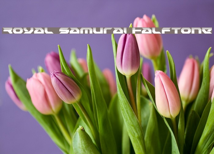 Royal Samurai Halftone Example 2