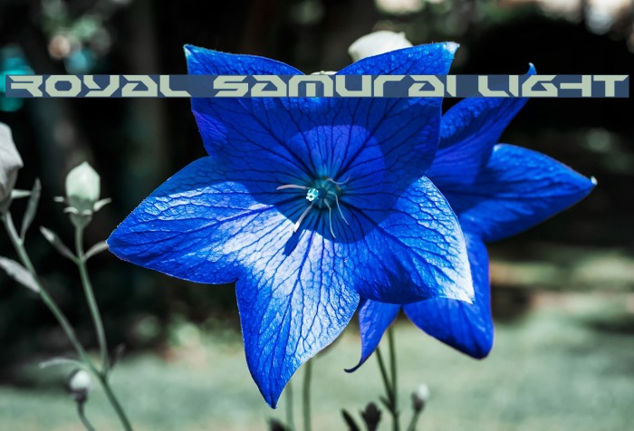 Royal Samurai Light Font examples