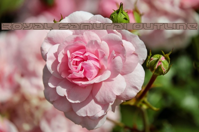 Royal Samurai Outline Example 3