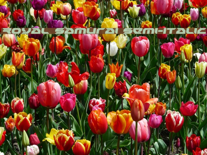 Royal Samurai Semi-Italic Example 1