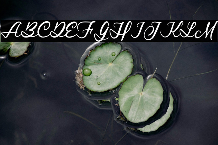 RoyalStamforddemo Example 2