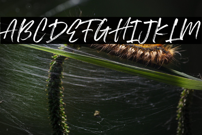 Royalty DEMO Example 1