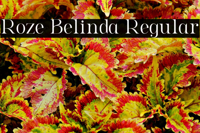 Roze Belinda Regular Example 3