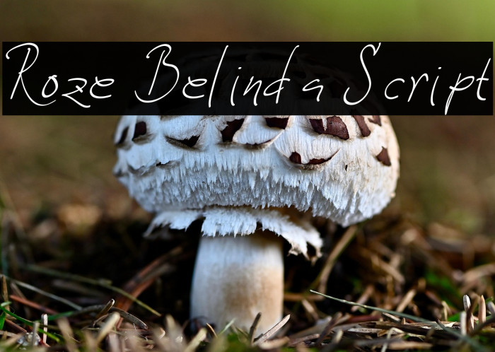 Roze Belinda Script Example 2