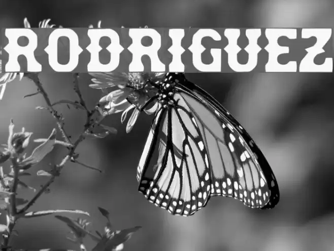 rodriguez Font examples
