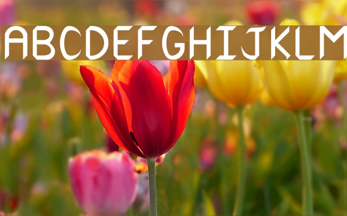 RSCanaith Font examples