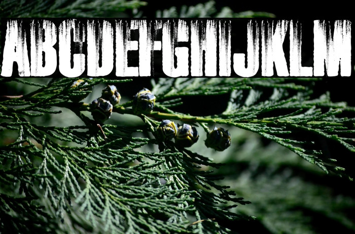 RUSTED PERSONAL USE Example 1