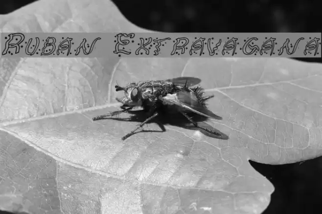 Ruban Extravaganza Font examples