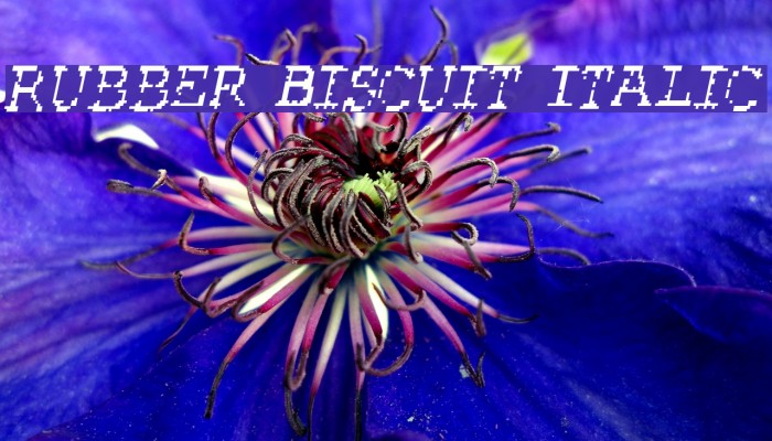Rubber Biscuit Italic Example 2