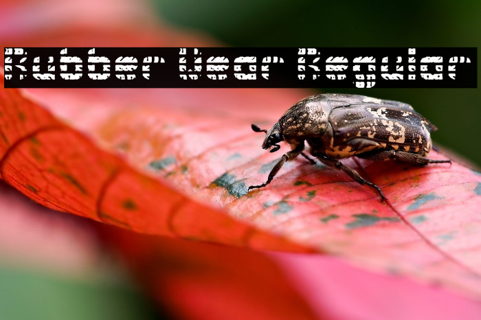 Rubber Wear Regular Example 1