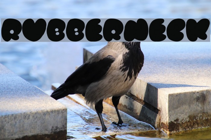 Rubberneck Font examples