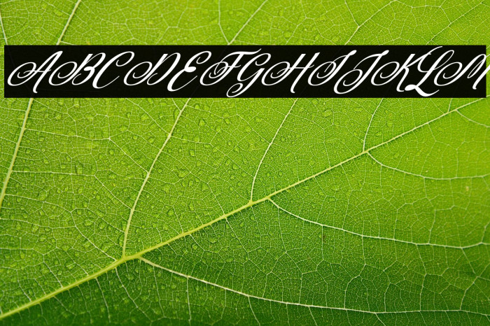 Rubeckia Italic Example 2