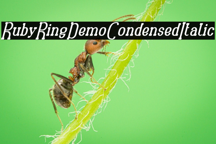 RubyRingDemo Condensed Italic Example 2