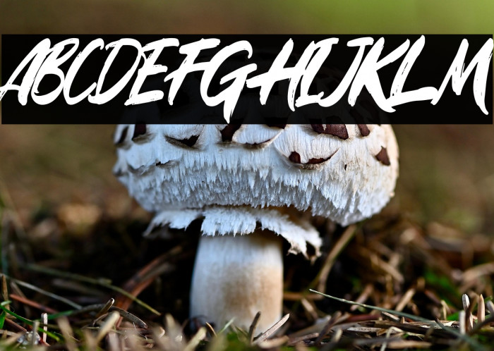 Rugani Payne Example 1