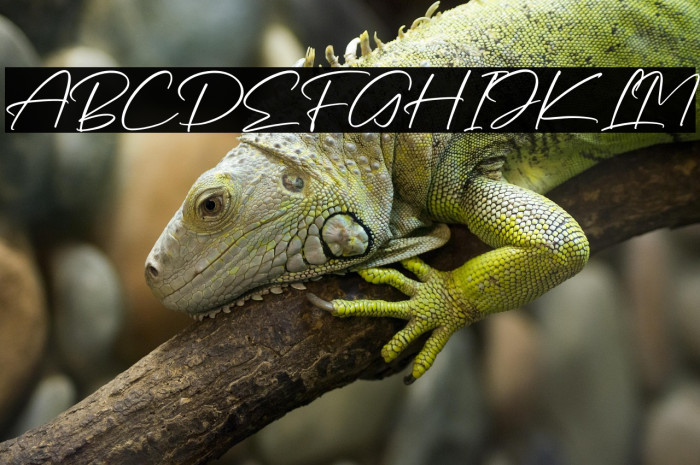 Rundreams Signature Example 3