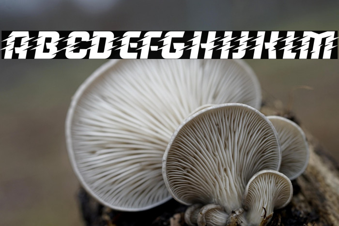 Running Back Motion Italic Example 3