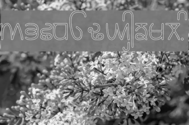 Rupe Outline Medium Font examples