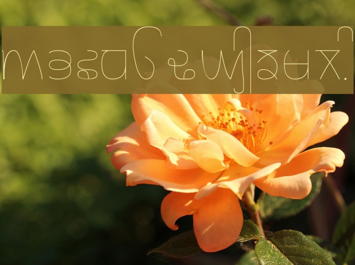 Rupe Ultra Thin Font examples