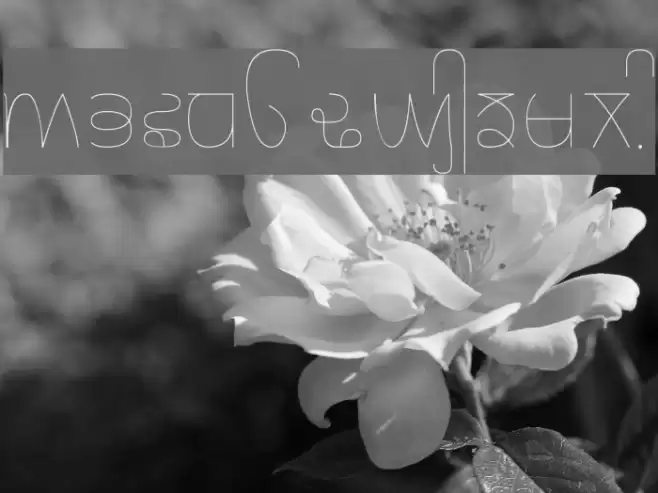 Rupe Ultra Thin Fuentes examples