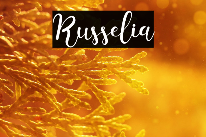 Russelia Example 1