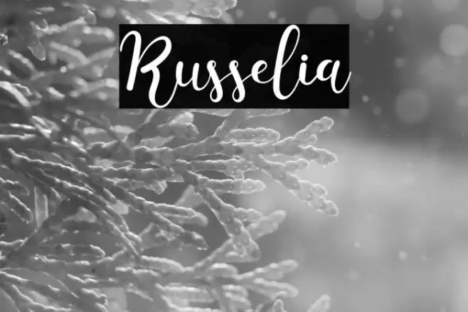 Russelia Font examples