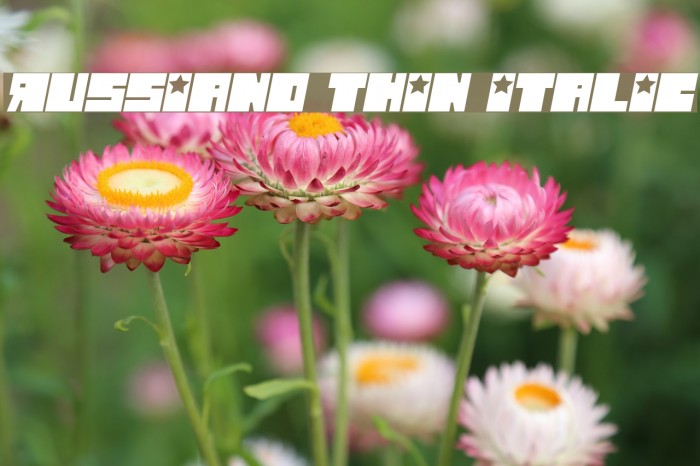 Russiano Thin Italic Font examples
