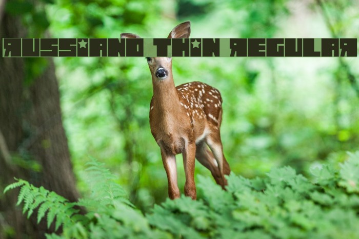 Russiano Thin Regular Example 3