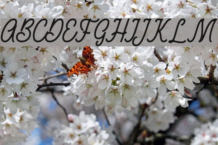 RustedOrlandoDemo Example 2