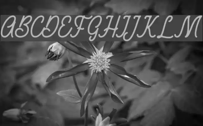 RustedOrlandoDemo Font examples